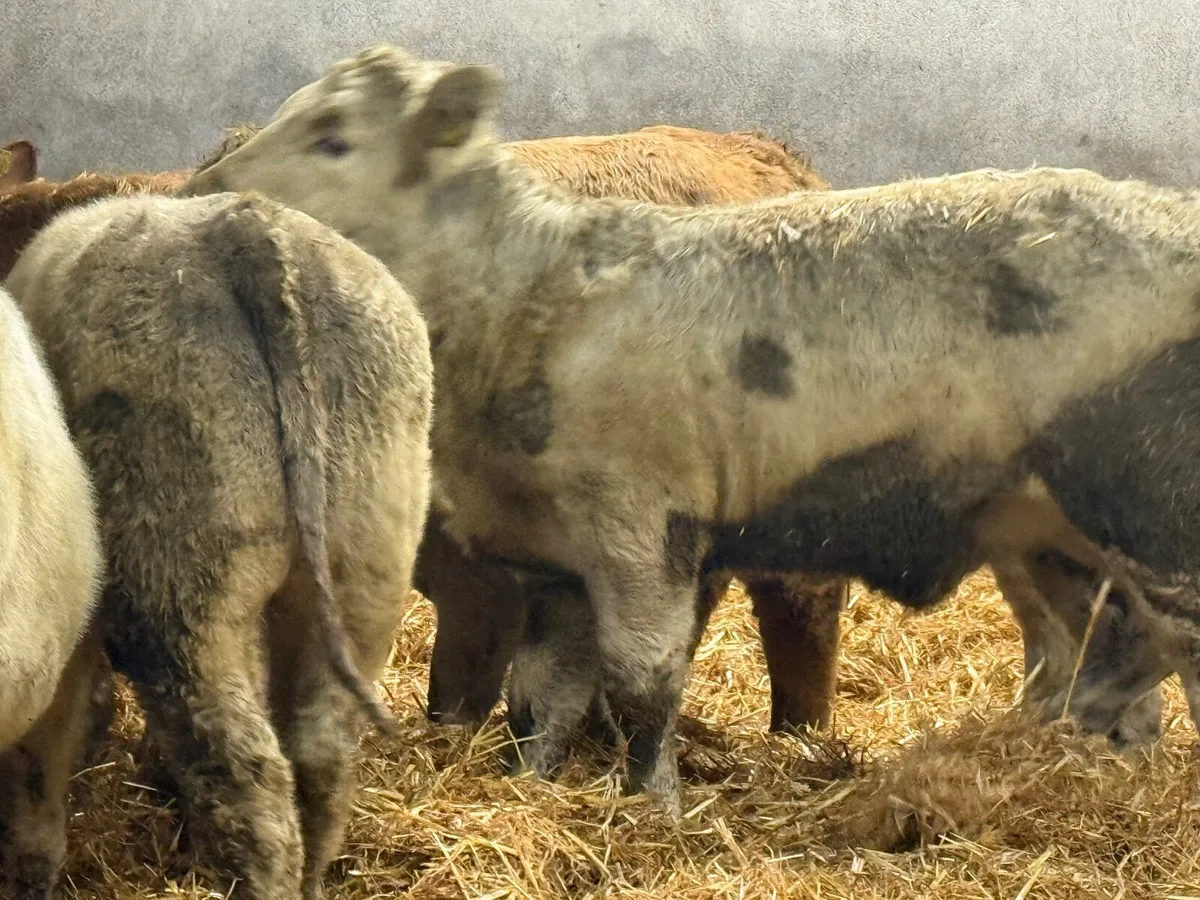 5 SUPER SUCKLER BRED CHARLAOIS WEANLINGS - Image 4