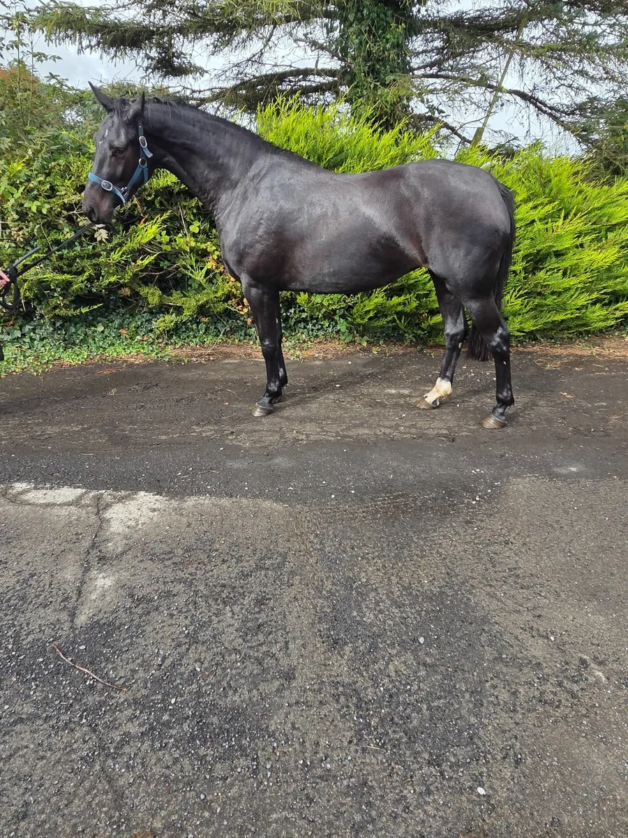 Horse - Image 2
