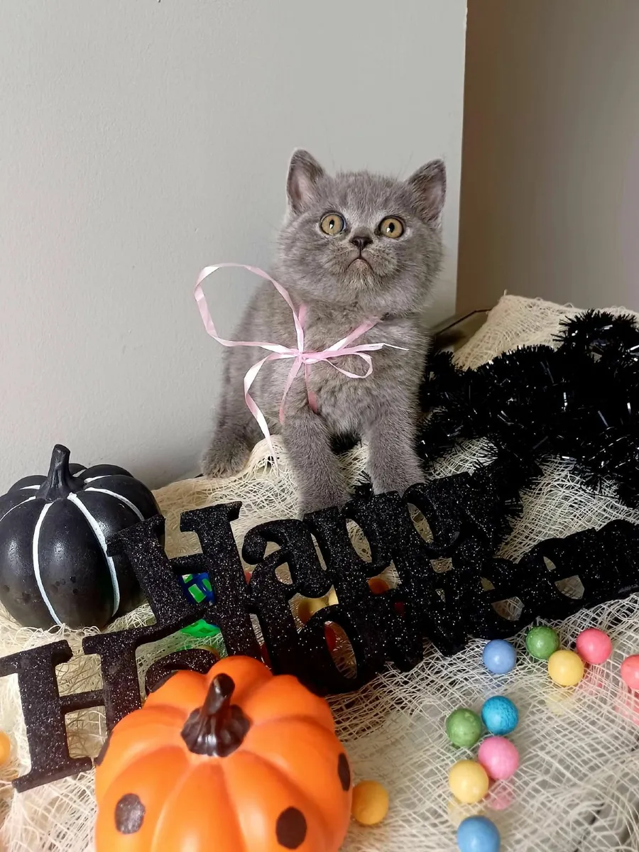 Amazing Purebred British Shorthair kittens - Image 2