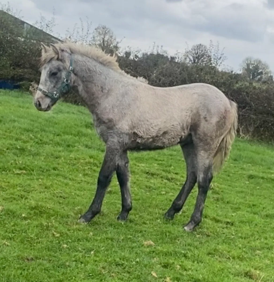 Reg Connemara colt foal - Image 3