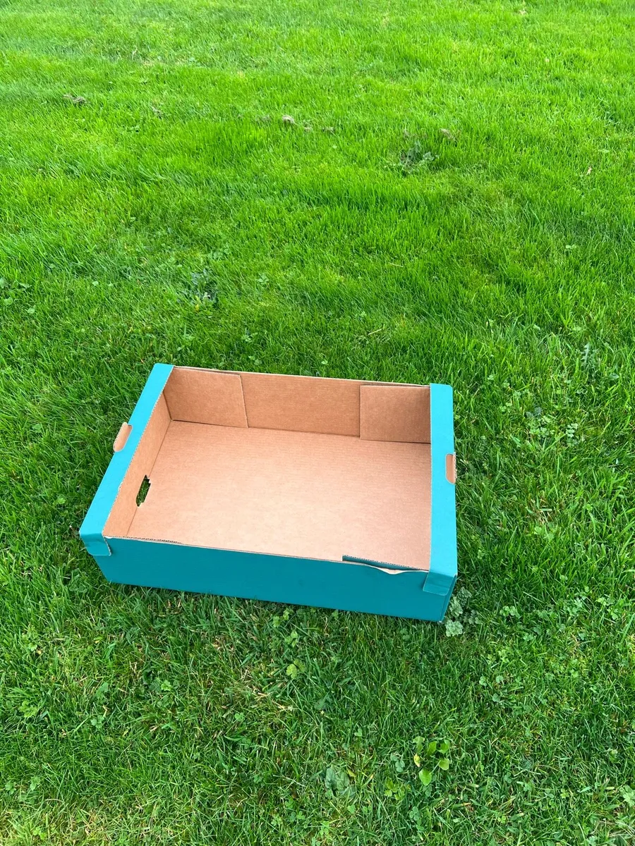 Green Cardboard Produce Trays - Image 1