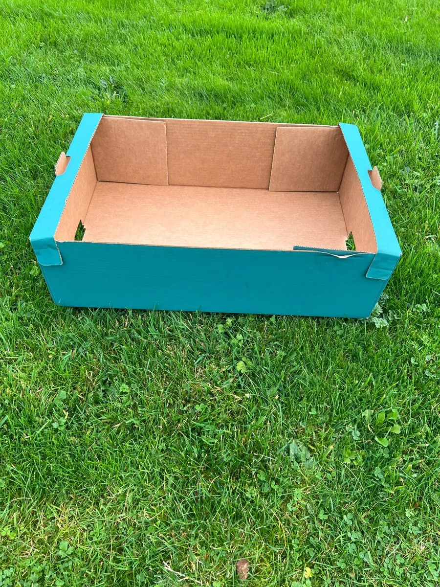 Green Cardboard Produce Trays - Image 2