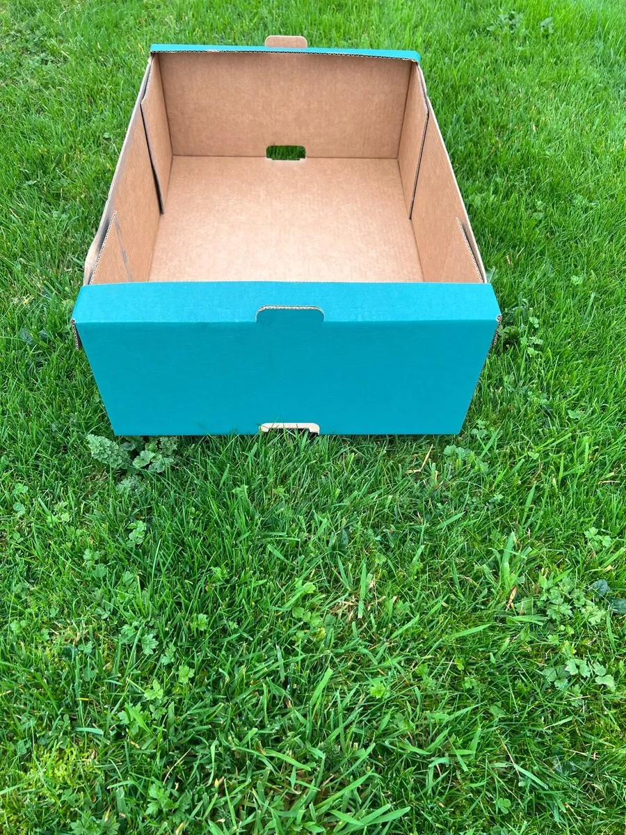 Green Cardboard Produce Trays - Image 3