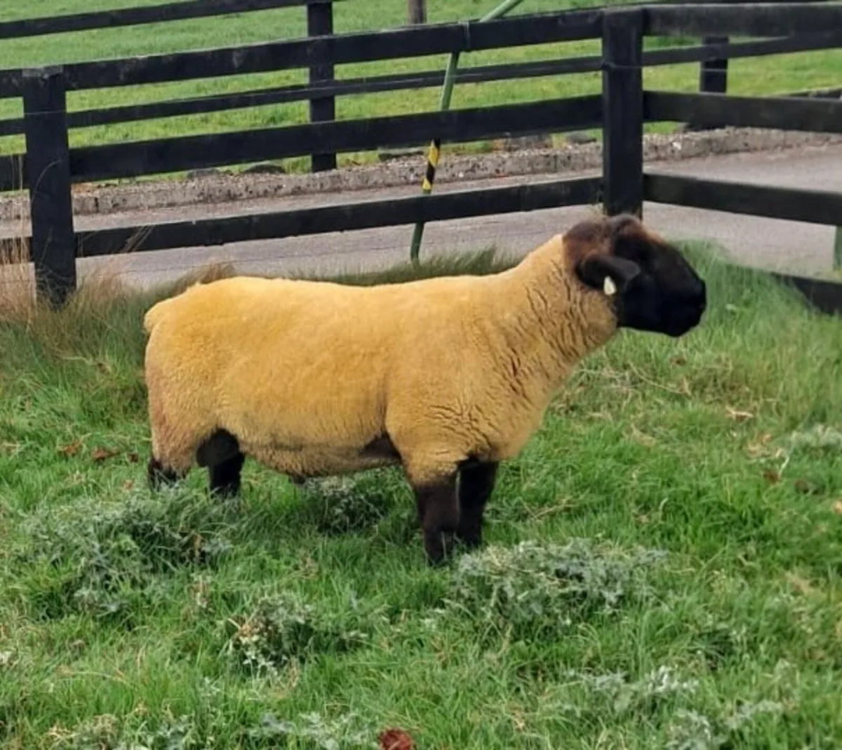 Suffolk Shearling Ram - Image 1