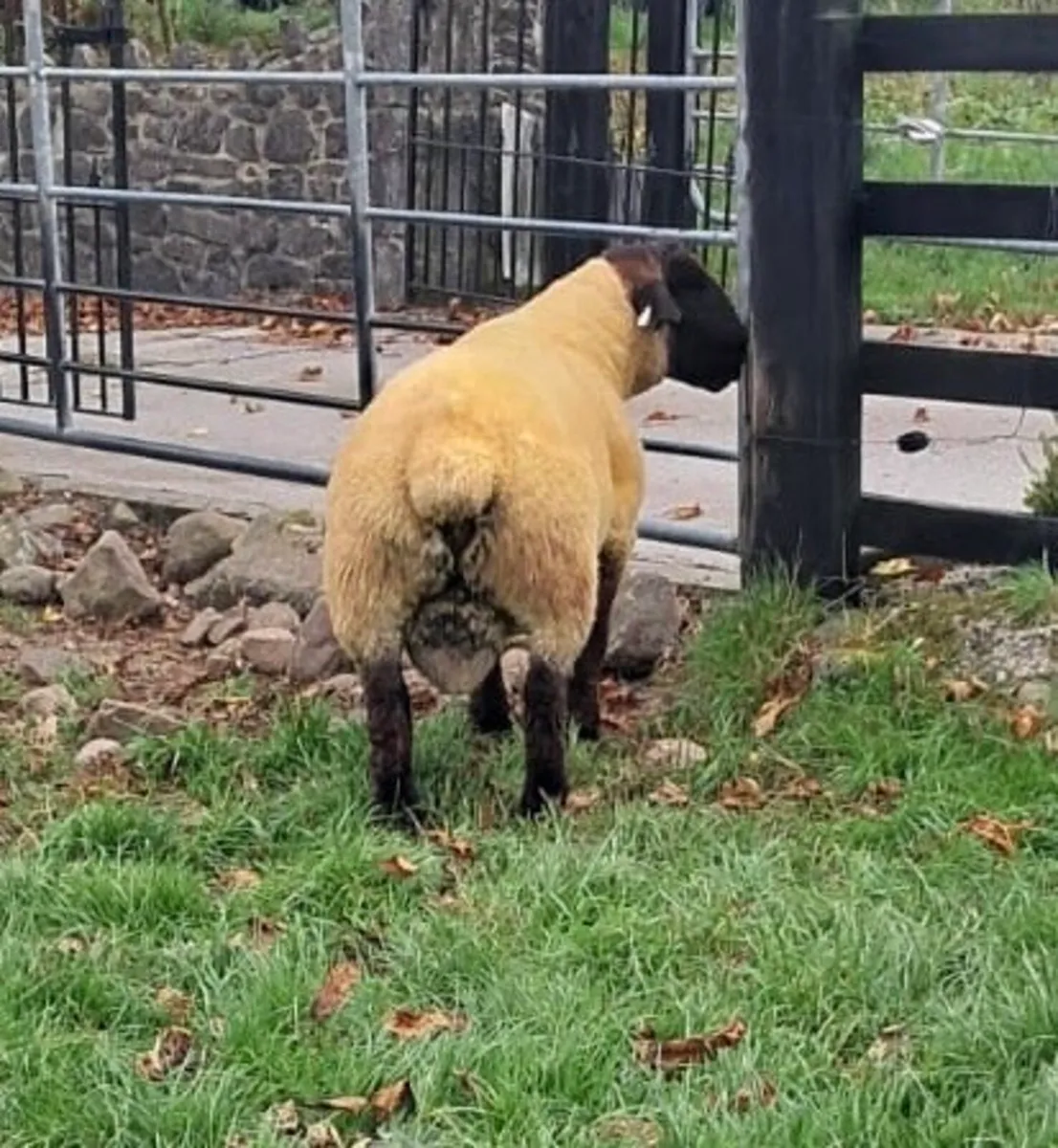 Suffolk Shearling Ram - Image 2
