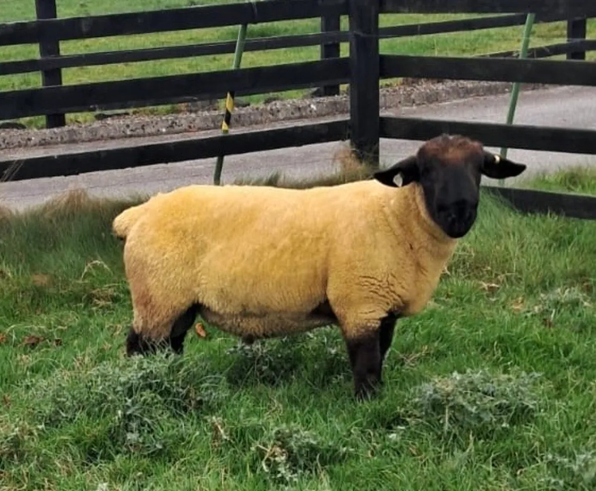 Suffolk Shearling Ram - Image 3