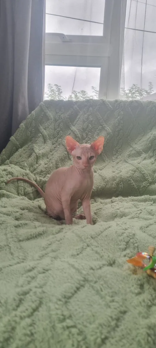 Sphynx - Image 1