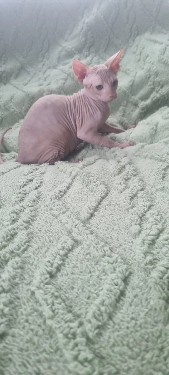 Sphynx - Image 2