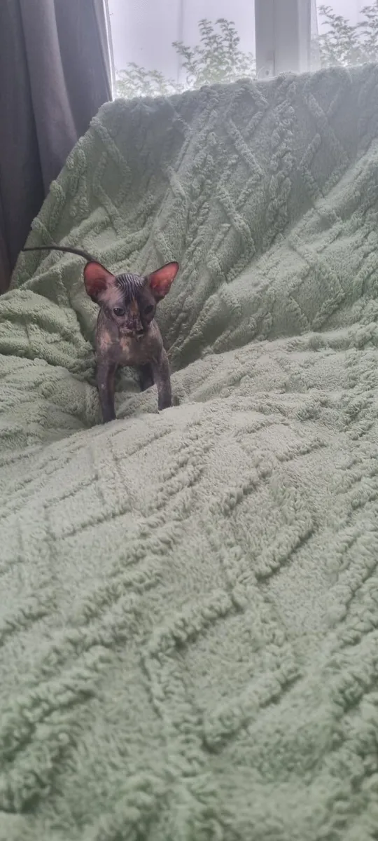 Sphynx - Image 3