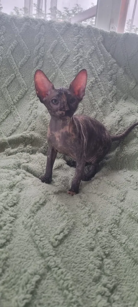 Sphynx - Image 4