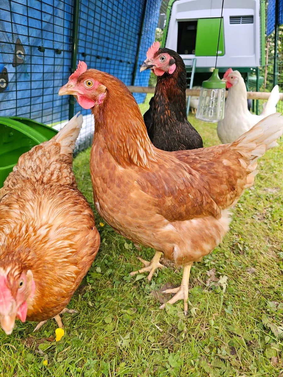 🐓 Poultry Hens, Ducks & Roosters - Image 4