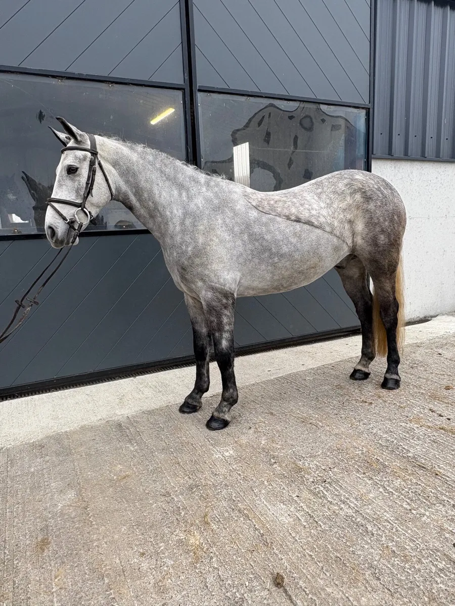 Pony Lot 14 - Image 3