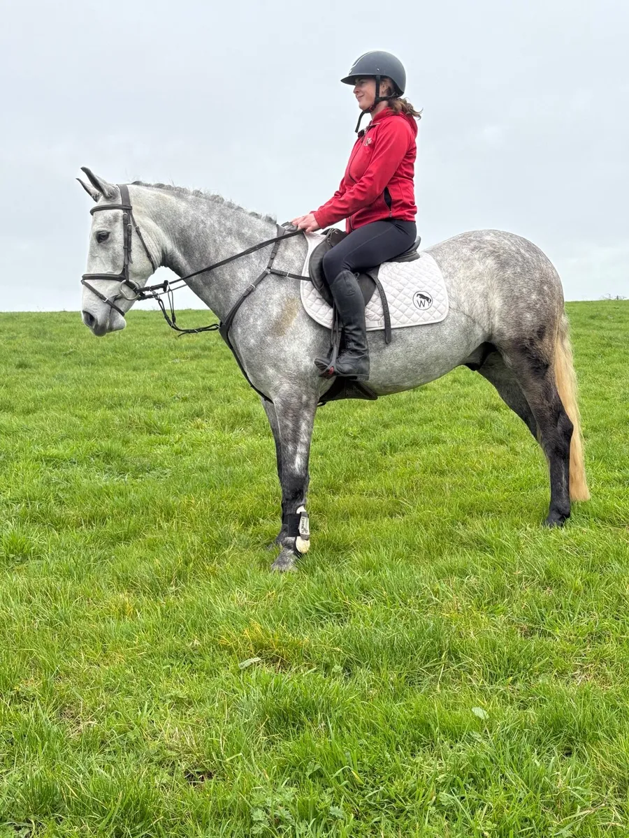 Pony Lot 14 - Image 2