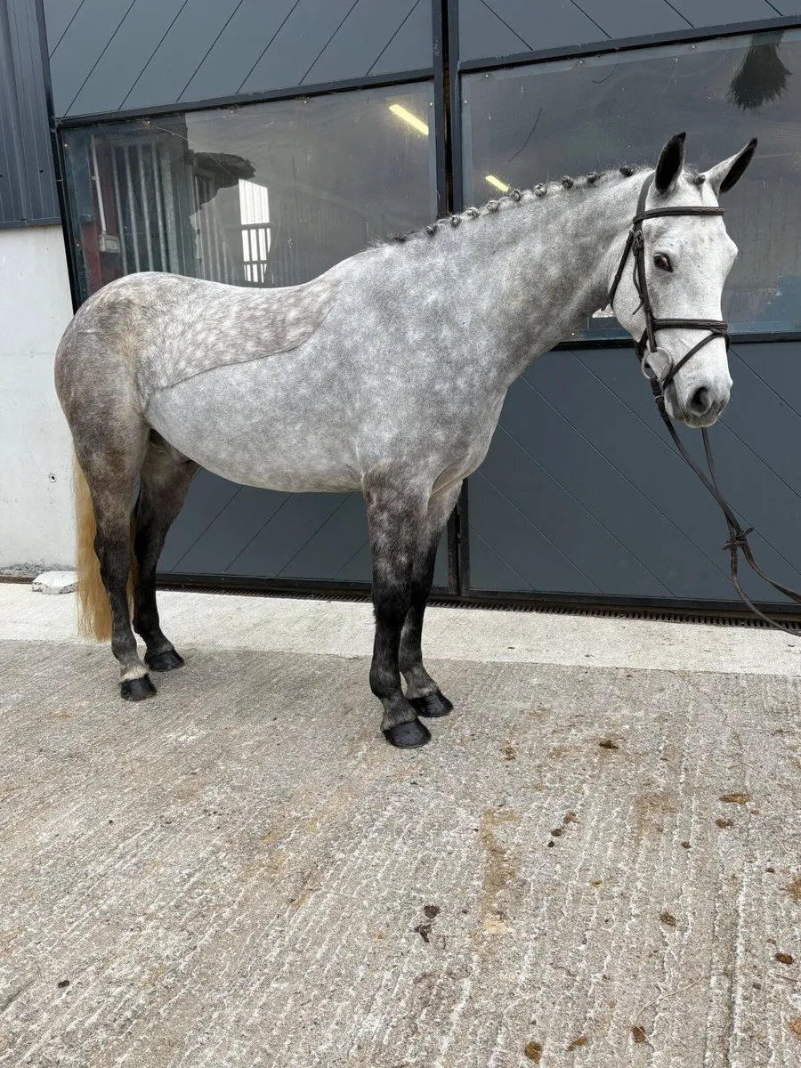 Pony Lot 14 - Image 1