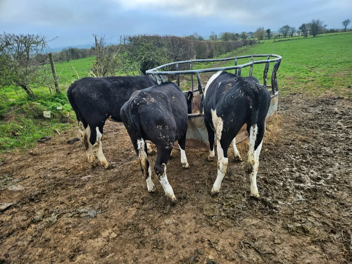 Maiden heifers- 18 months old