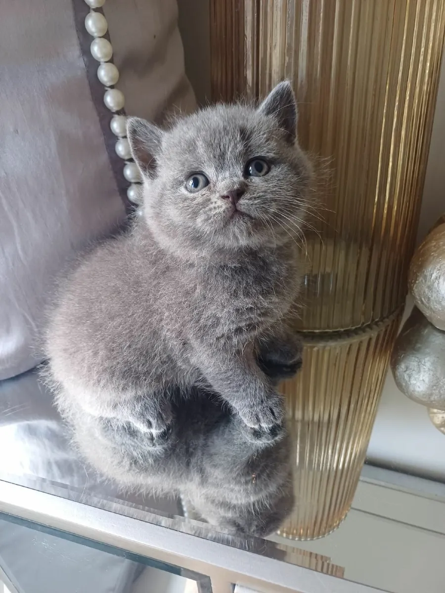 Amazing Purebred British Shorthair kittens - Image 3