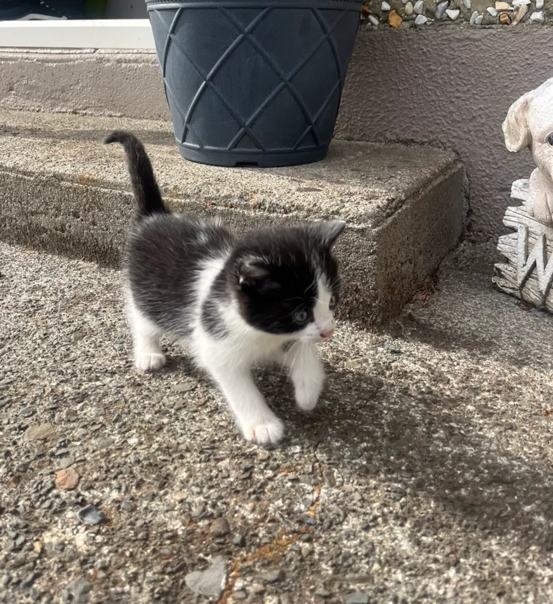 Kittens - Image 1