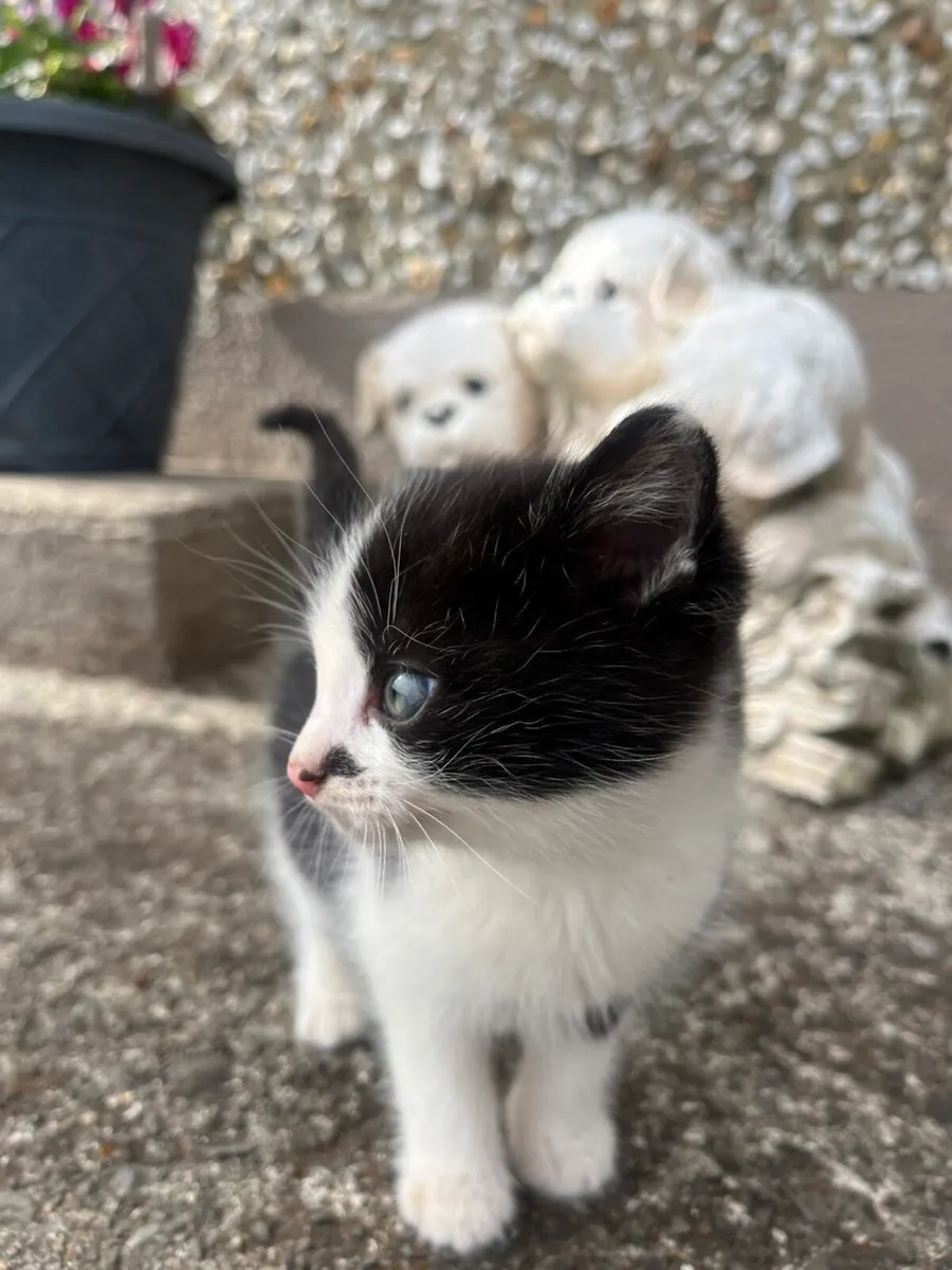 Kittens - Image 2