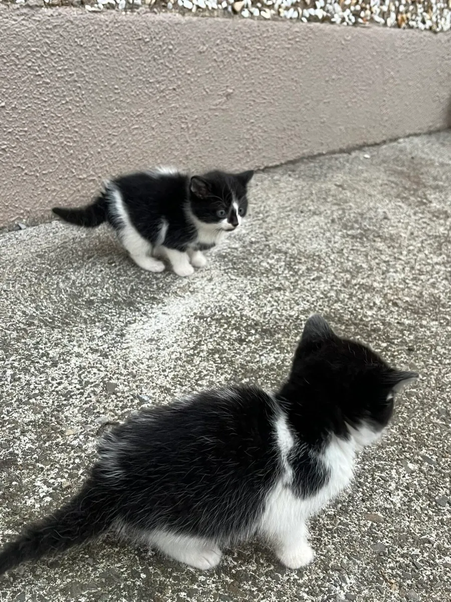 Kittens - Image 3