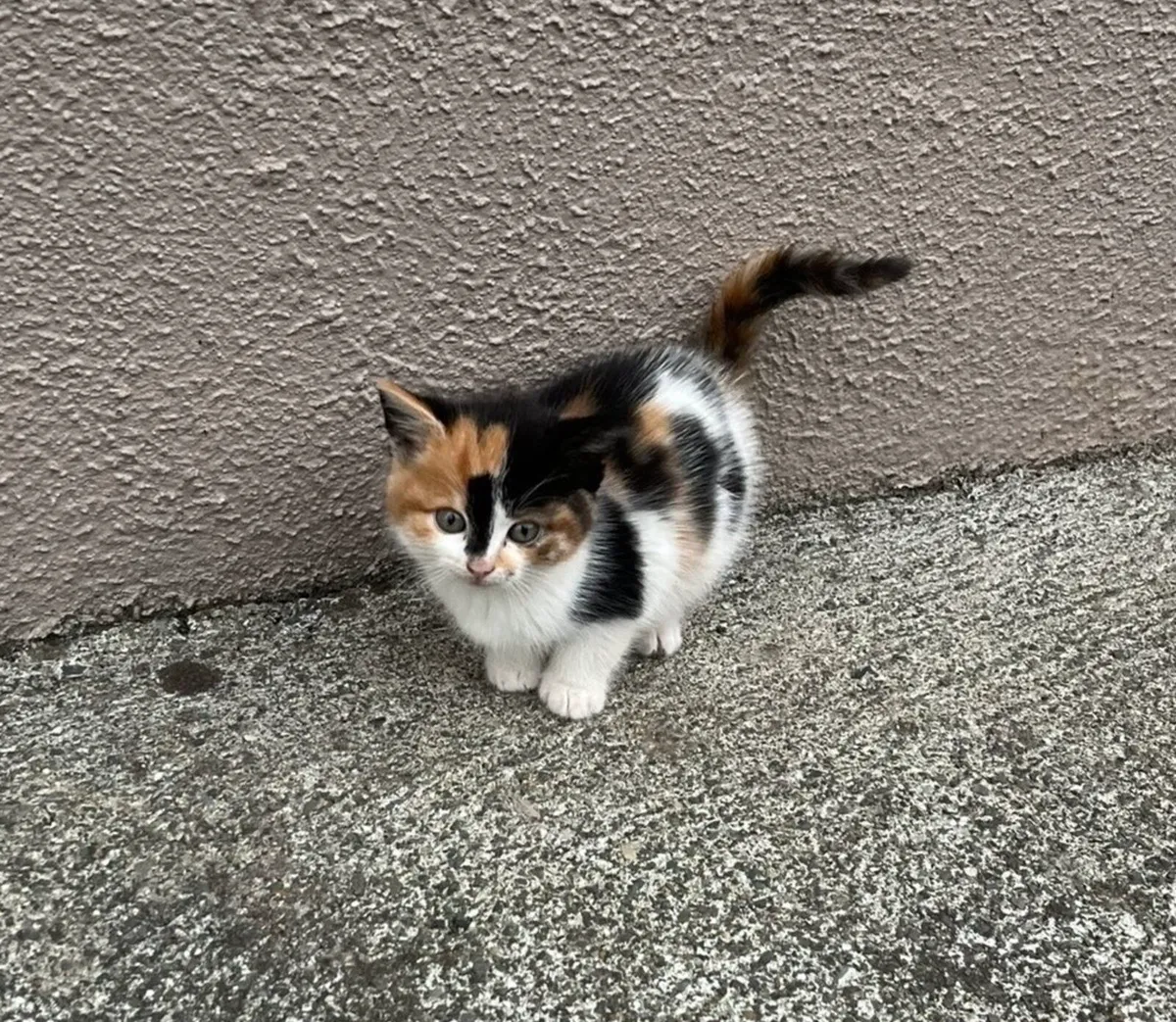 Kittens - Image 4