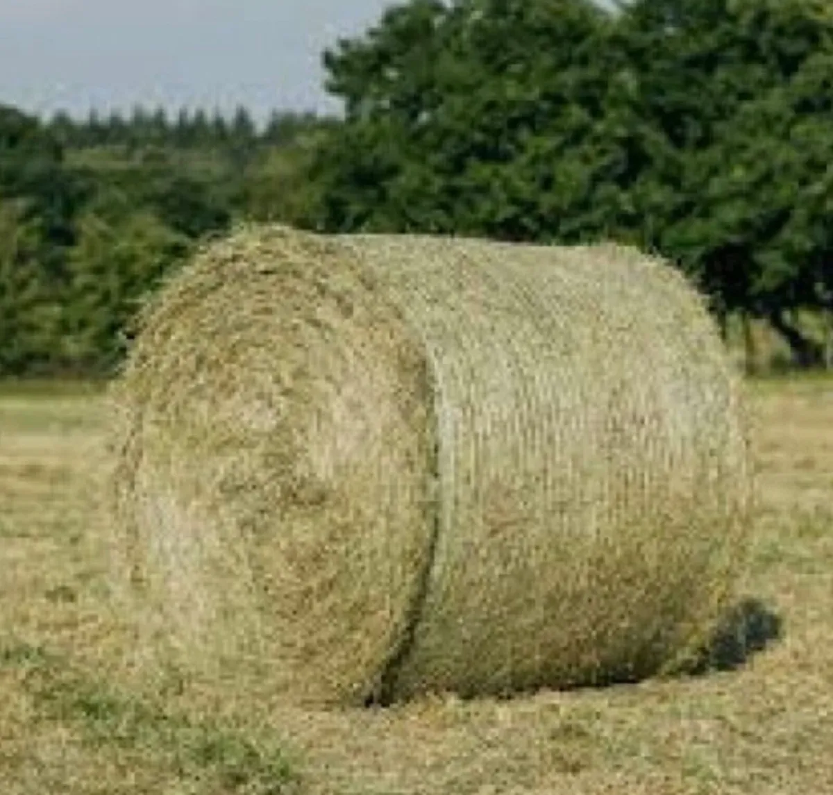 Hay for sale