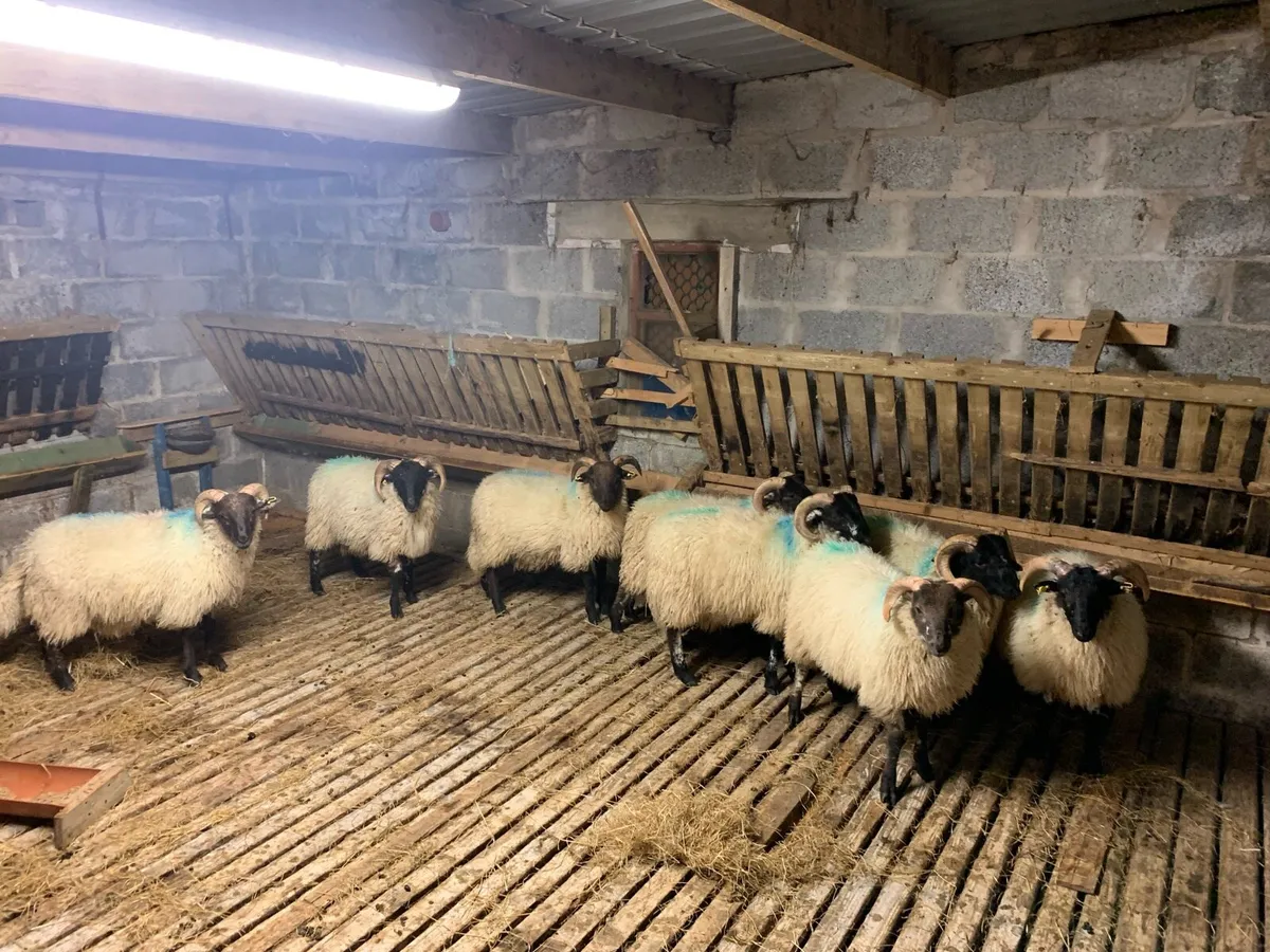 Ram Lambs (Mountain / Mountain X) - Image 1
