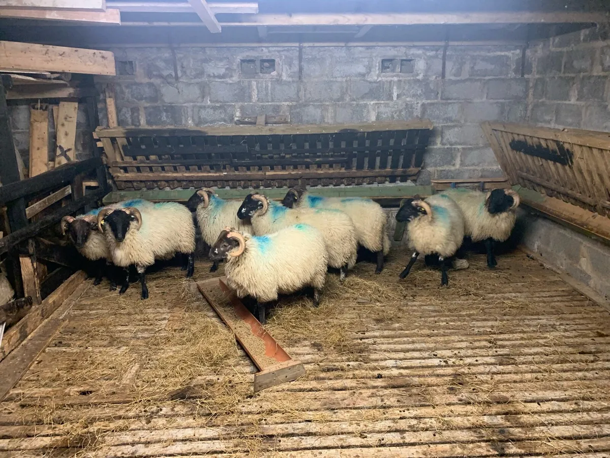 Ram Lambs (Mountain / Mountain X) - Image 2