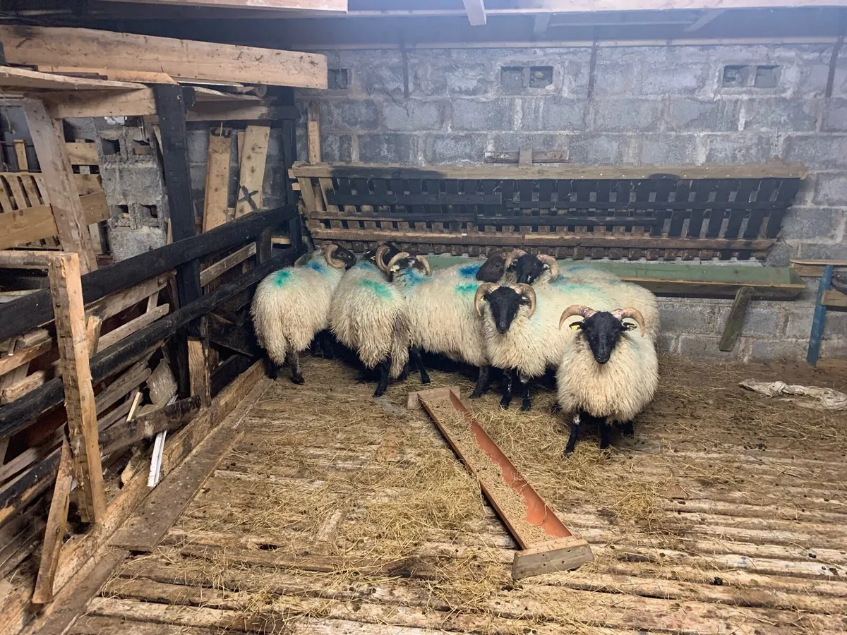 Ram Lambs (Mountain / Mountain X) - Image 3