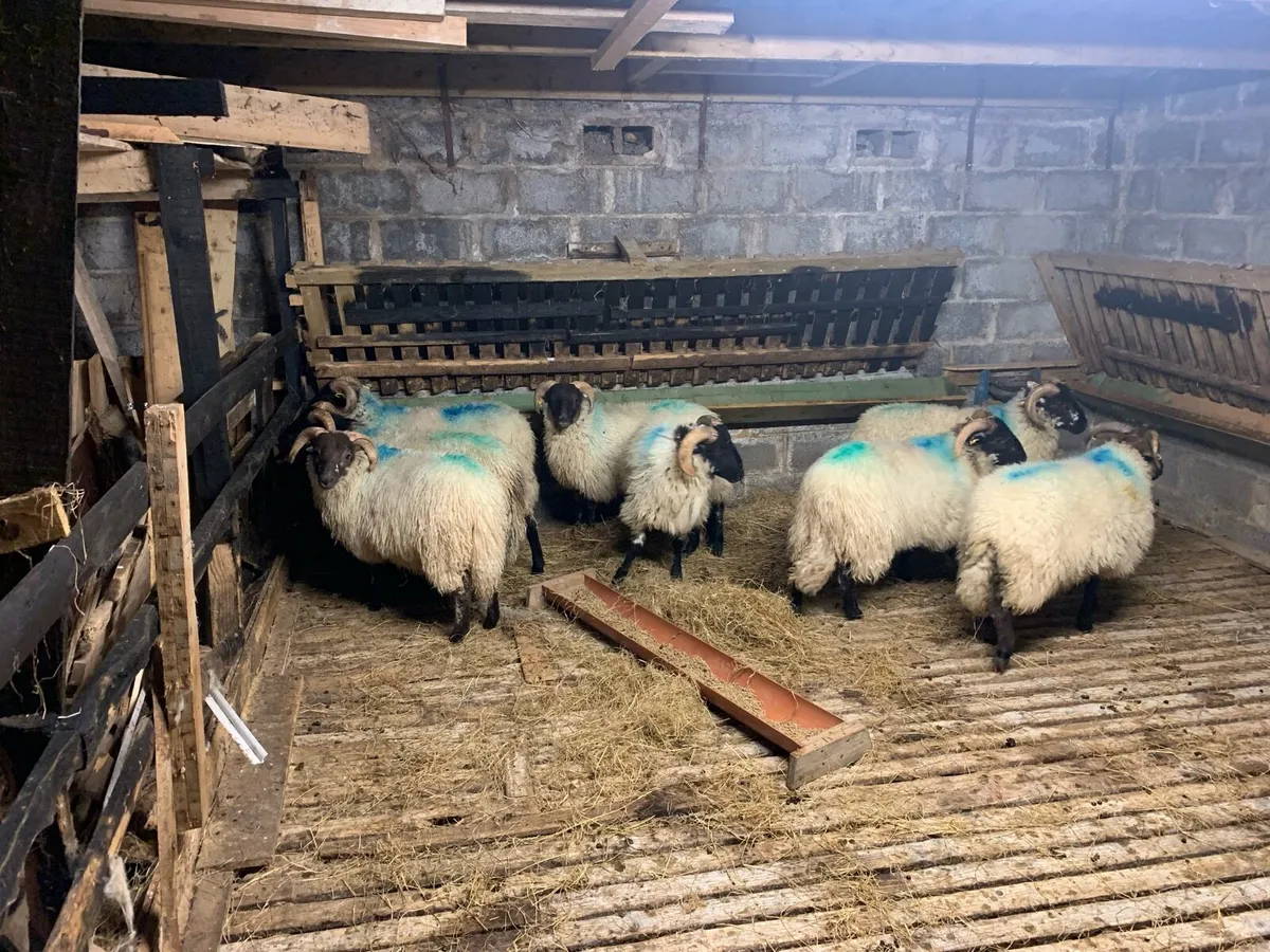 Ram Lambs (Mountain / Mountain X) - Image 4