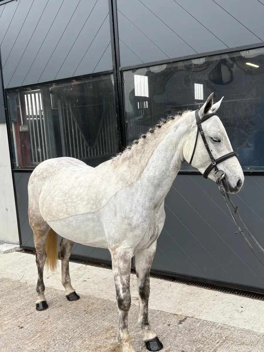 Pony  LOT43 - Image 1