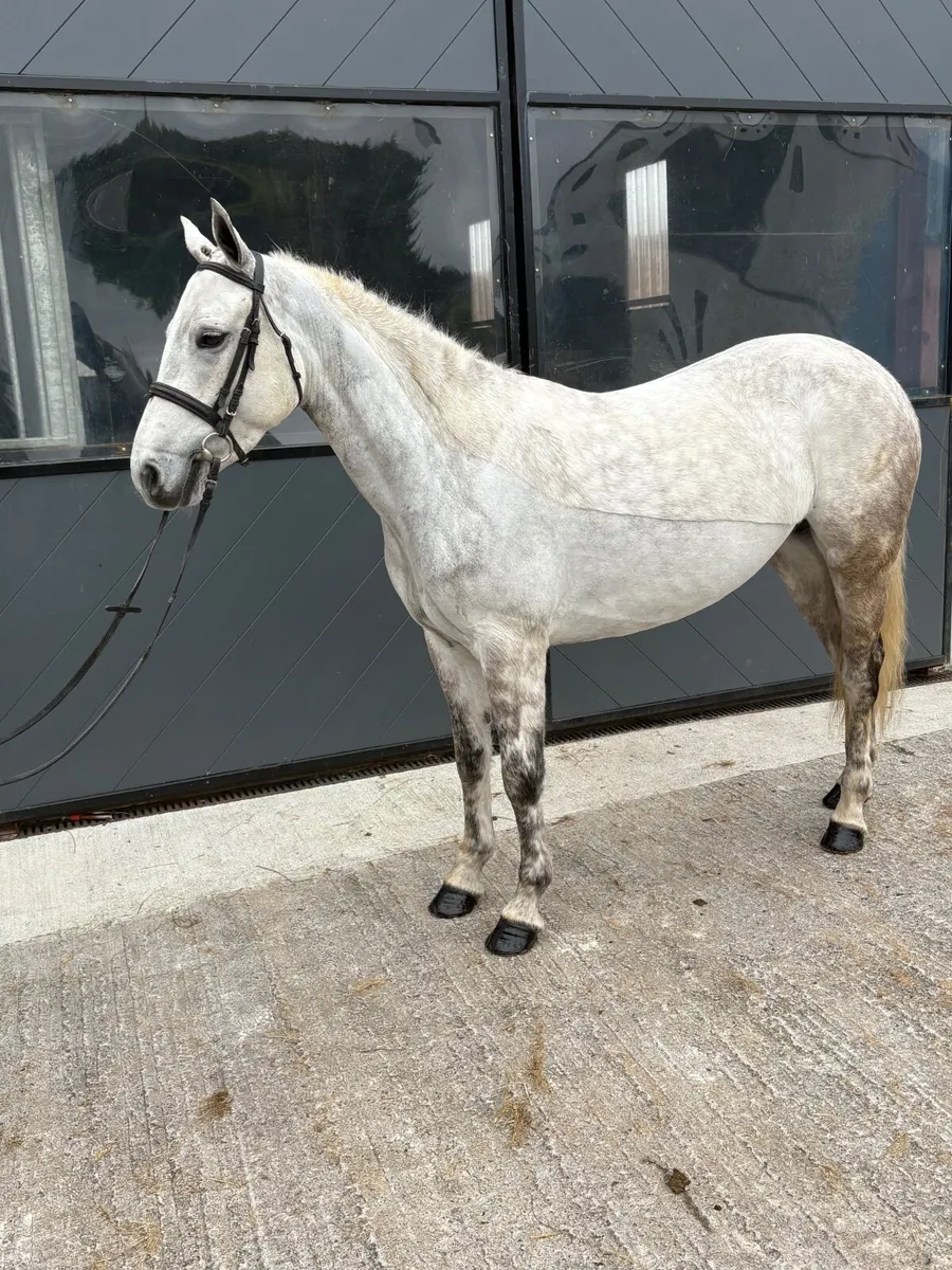 Pony  LOT43 - Image 2