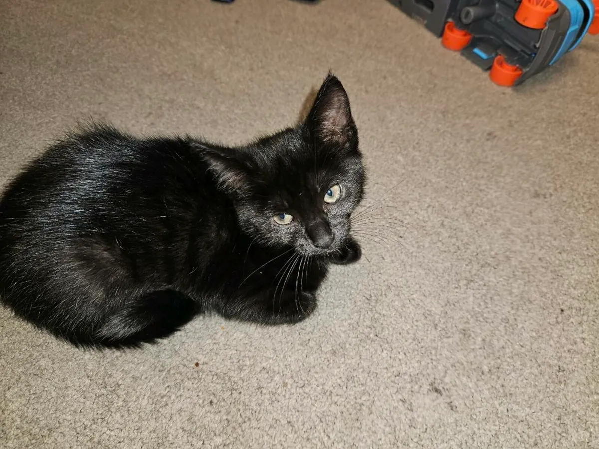 Tame Black Kitten  >>last one<< - Image 1