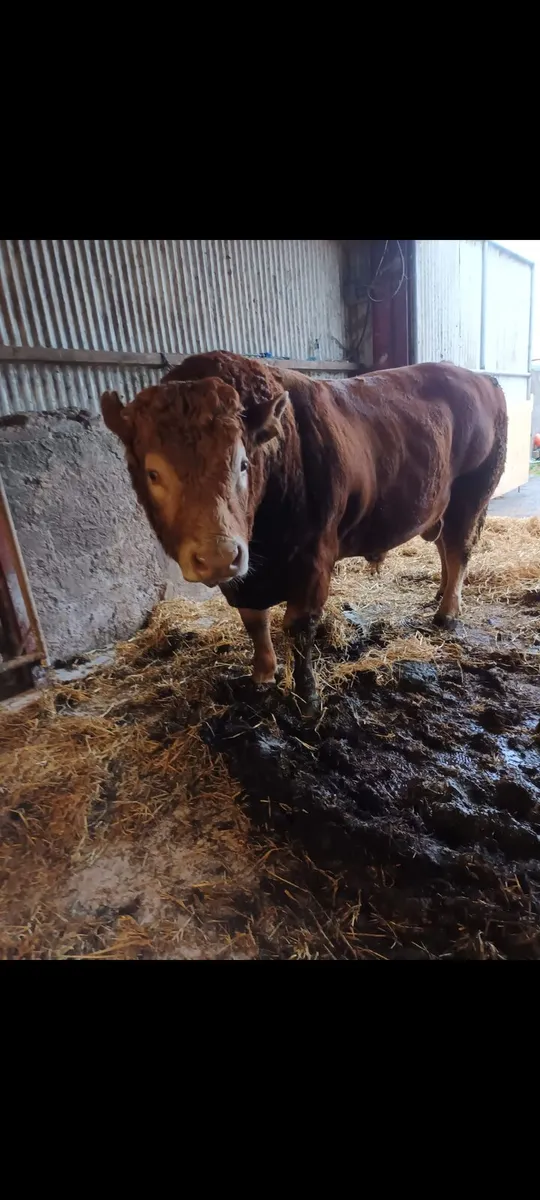 PBR limousin bull - Image 1
