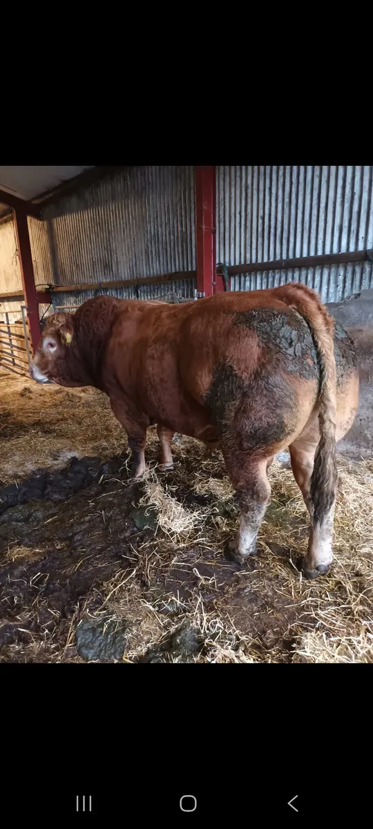 PBR limousin bull - Image 2