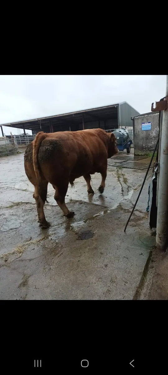 PBR limousin bull - Image 3