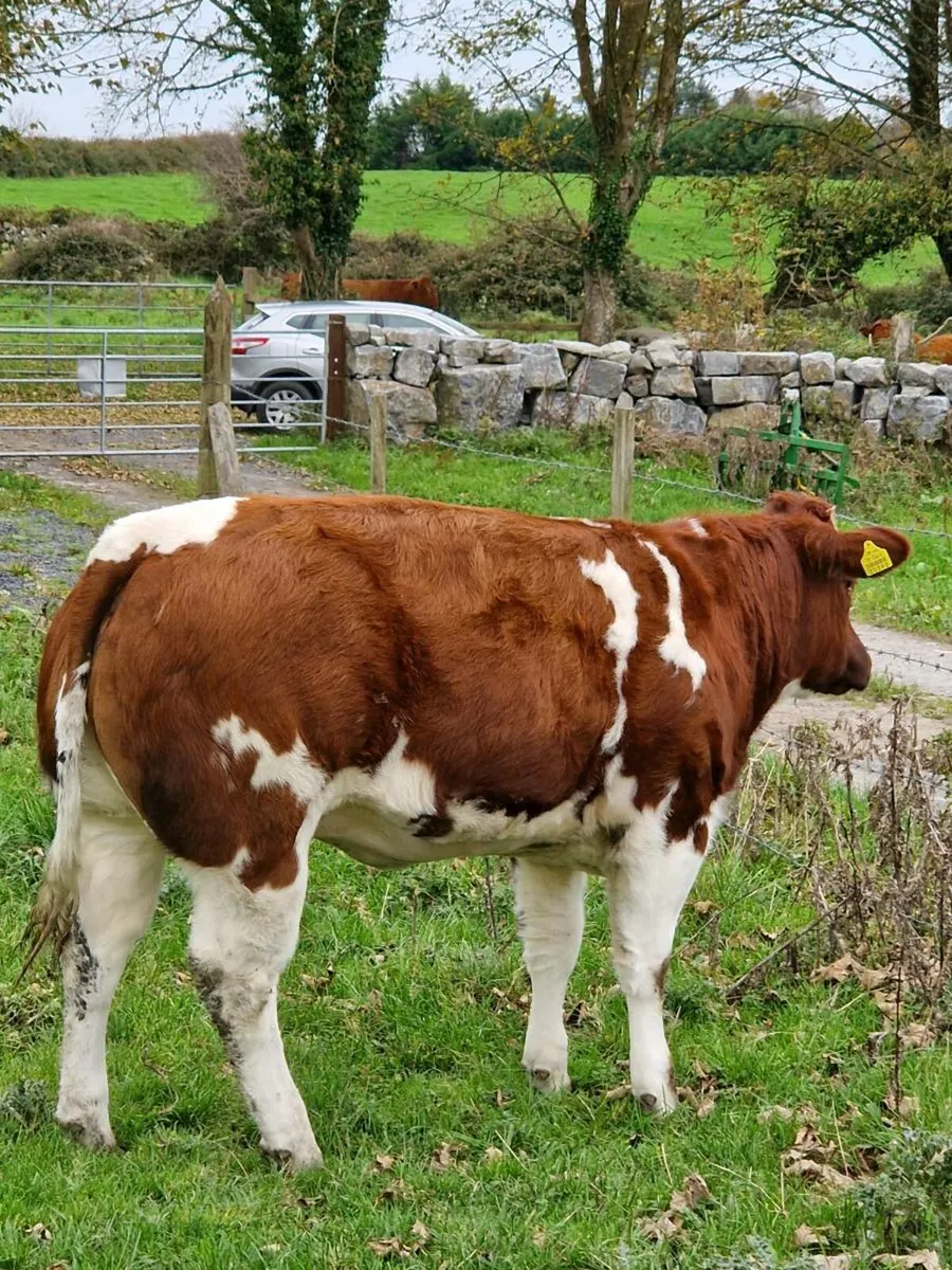Hong Wang Belgian Blue Heifer - Image 1