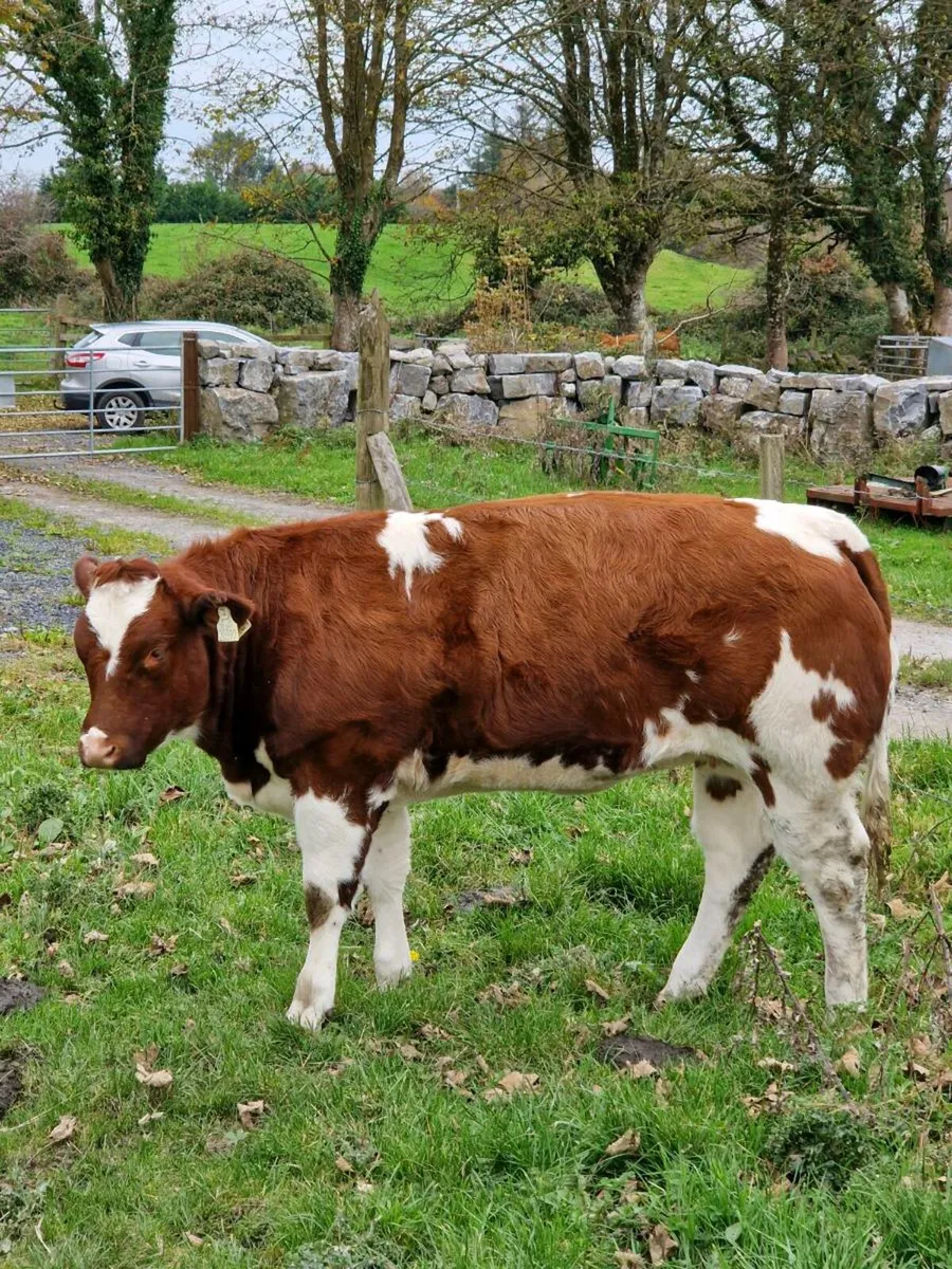 Hong Wang Belgian Blue Heifer - Image 3