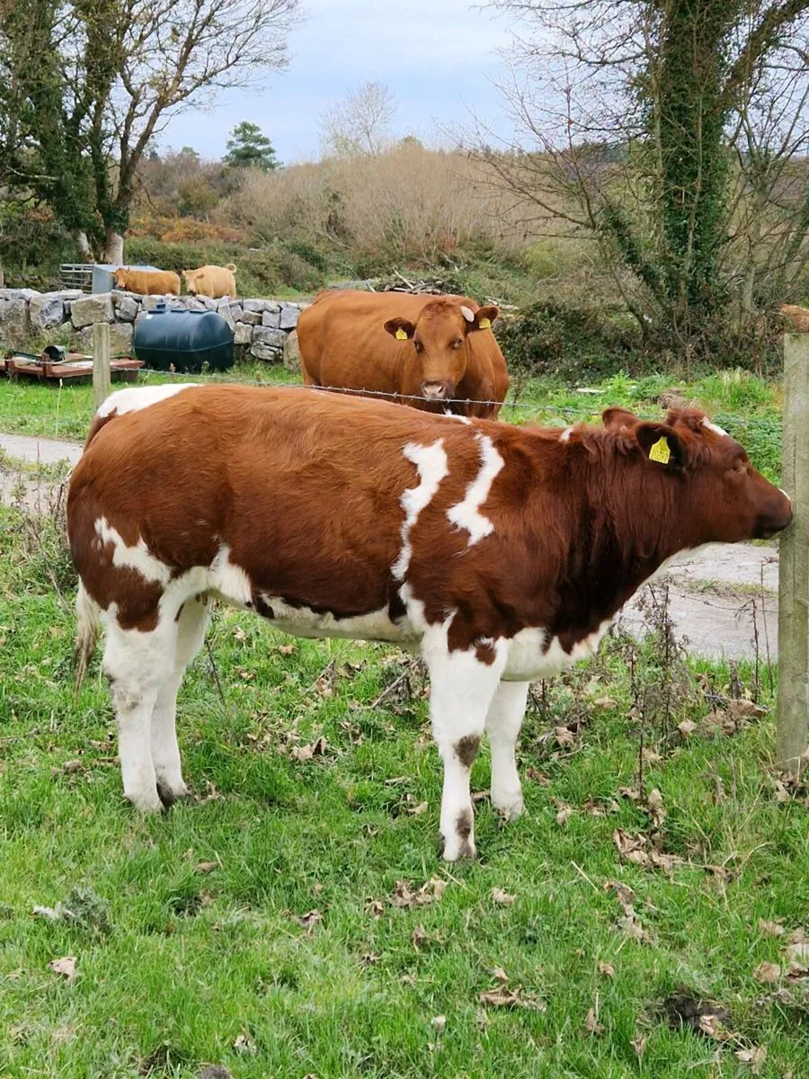Hong Wang Belgian Blue Heifer - Image 2