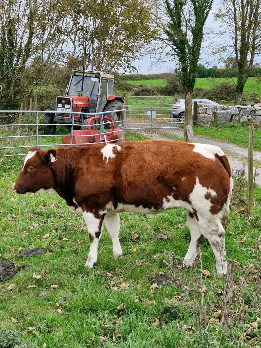 Hong Wang Belgian Blue Heifer - Image 4