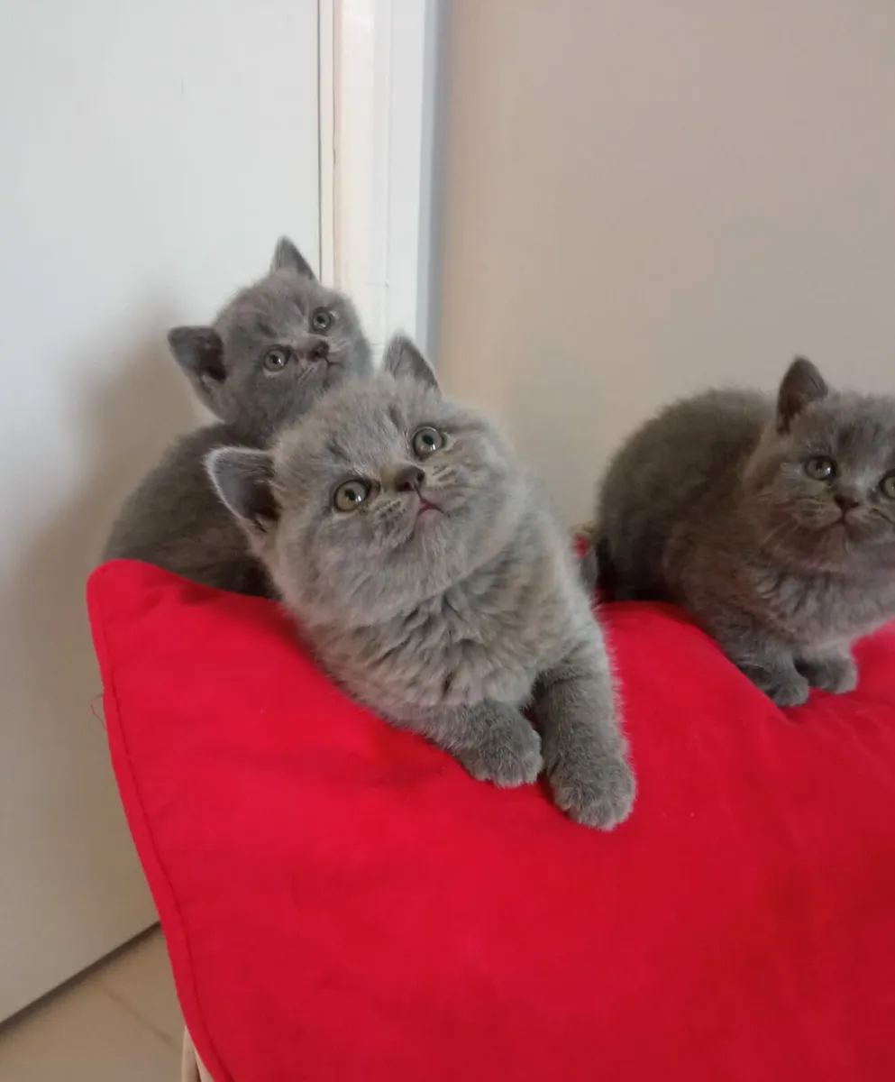 Amazing Purebred British Shorthair kittens - Image 1