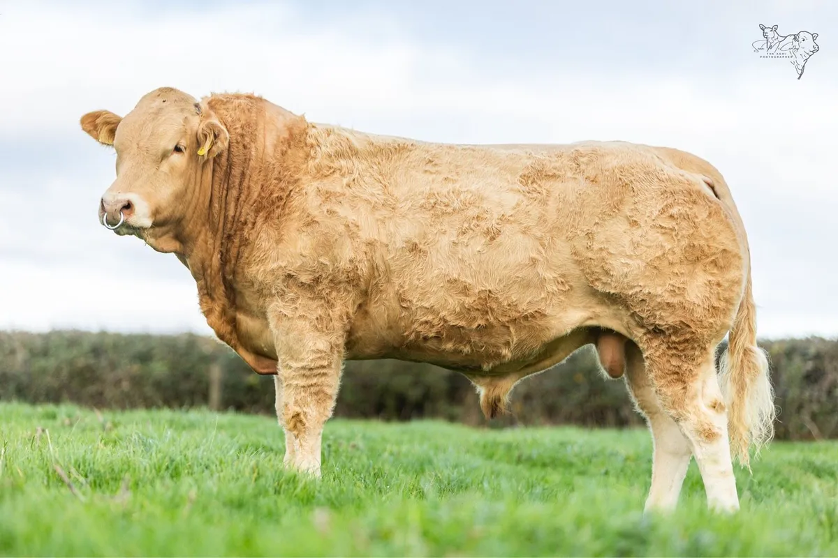 Pedigree Blonde bulls - Image 1
