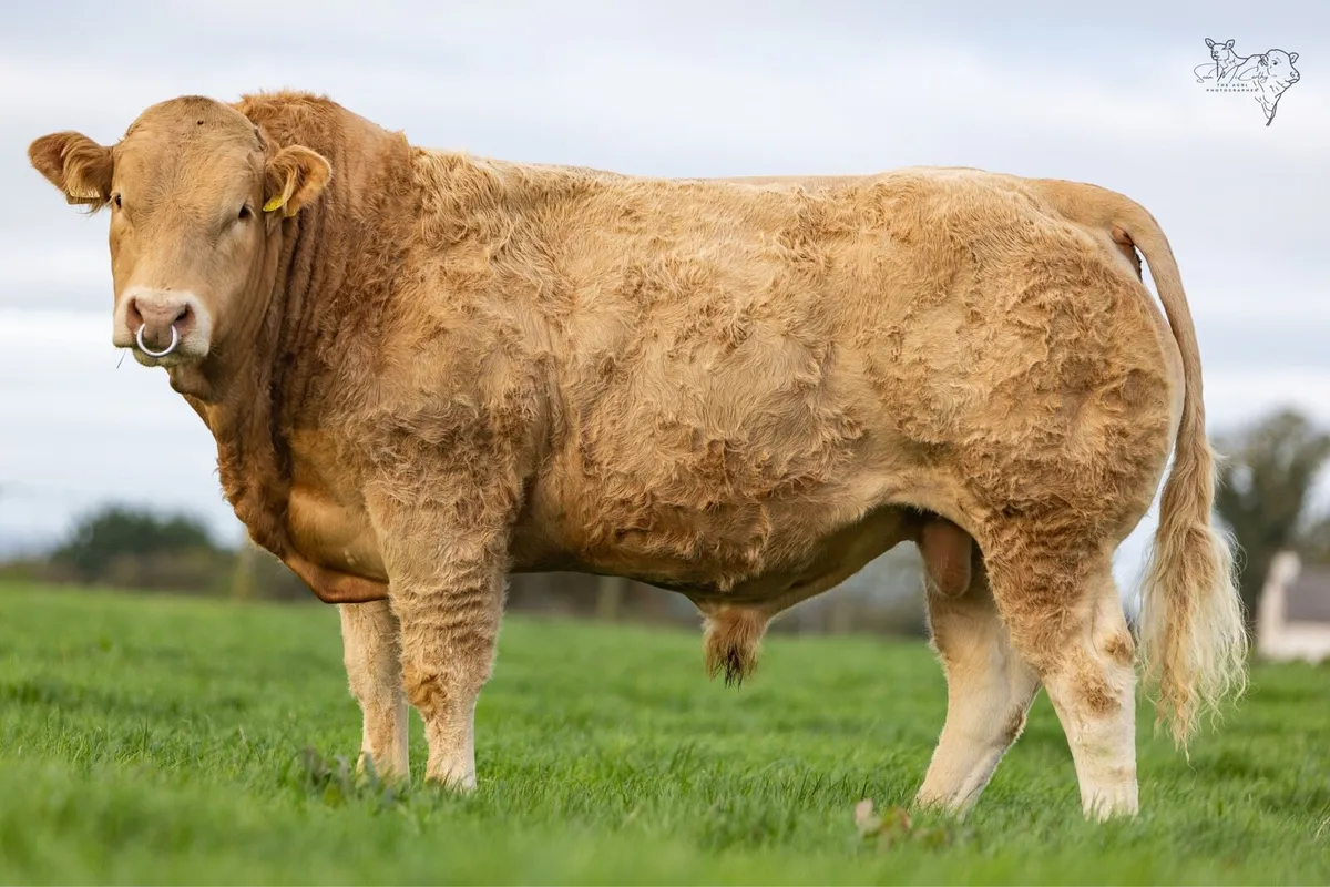 Pedigree Blonde bulls - Image 2