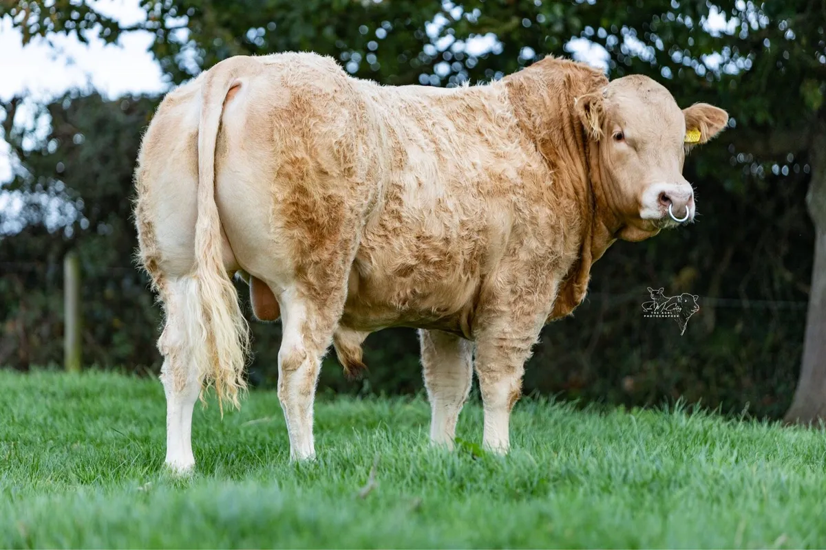 Pedigree Blonde bulls - Image 3