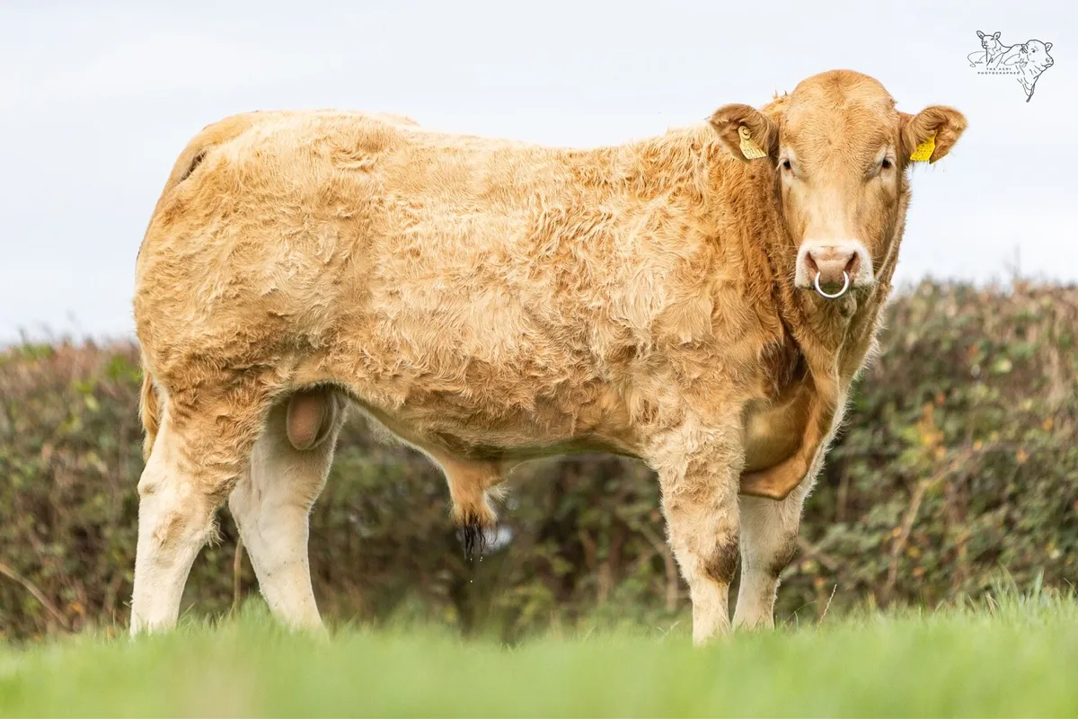 Pedigree Blonde bulls - Image 4