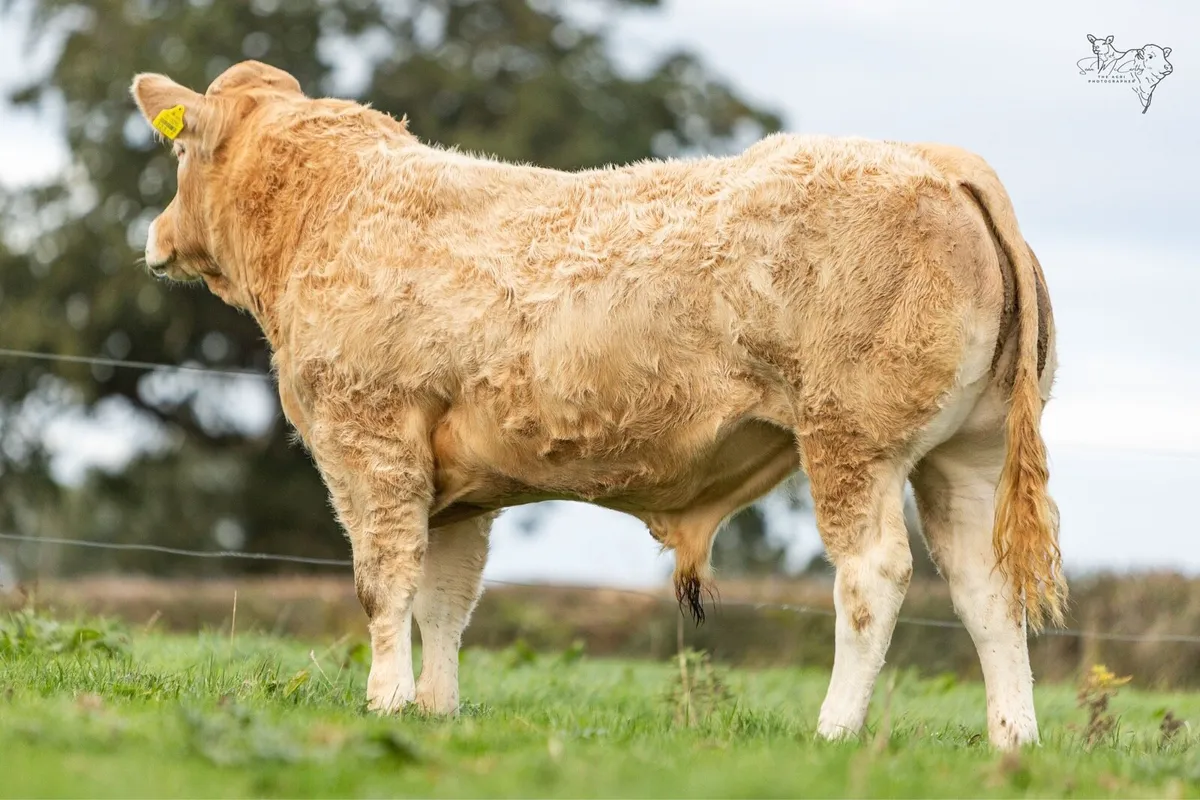 Pedigree Blonde bulls - Image 2