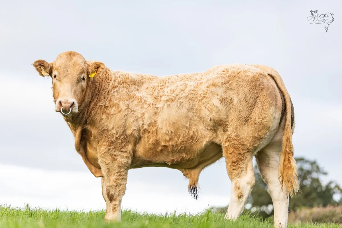 Pedigree Blonde bulls - Image 3