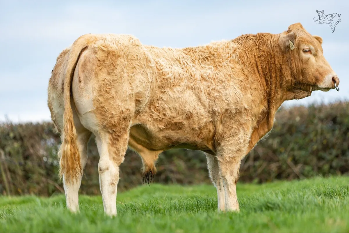 Pedigree Blonde bulls - Image 4