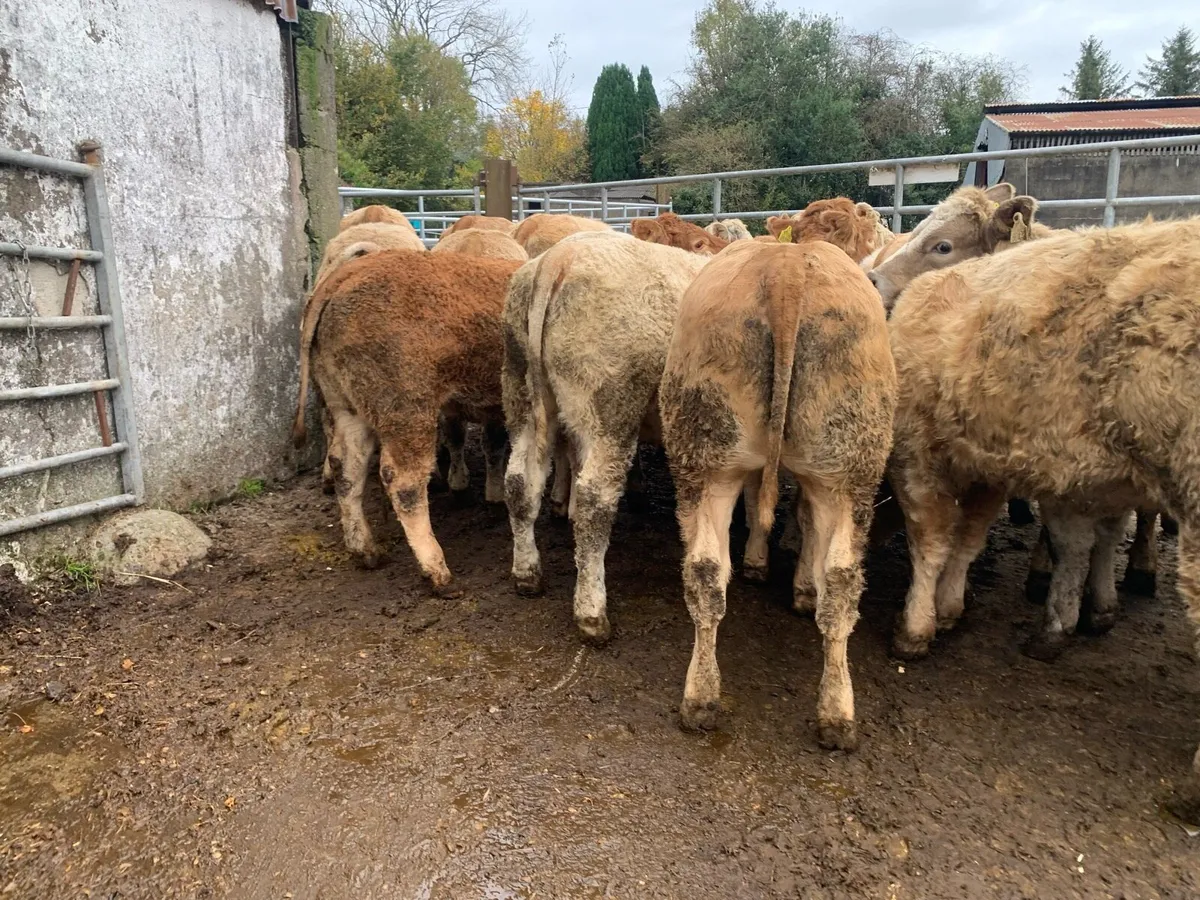 20 super u grade heifers 320kg - Image 4