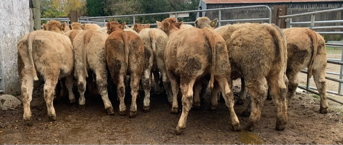 20 super u grade heifers 320kg - Image 1