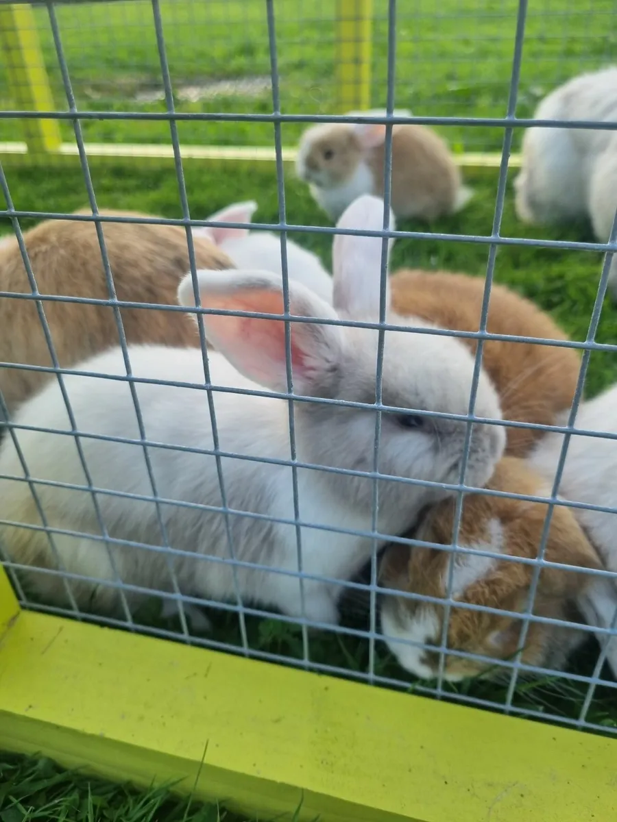 Lop eared rabbits - Image 1